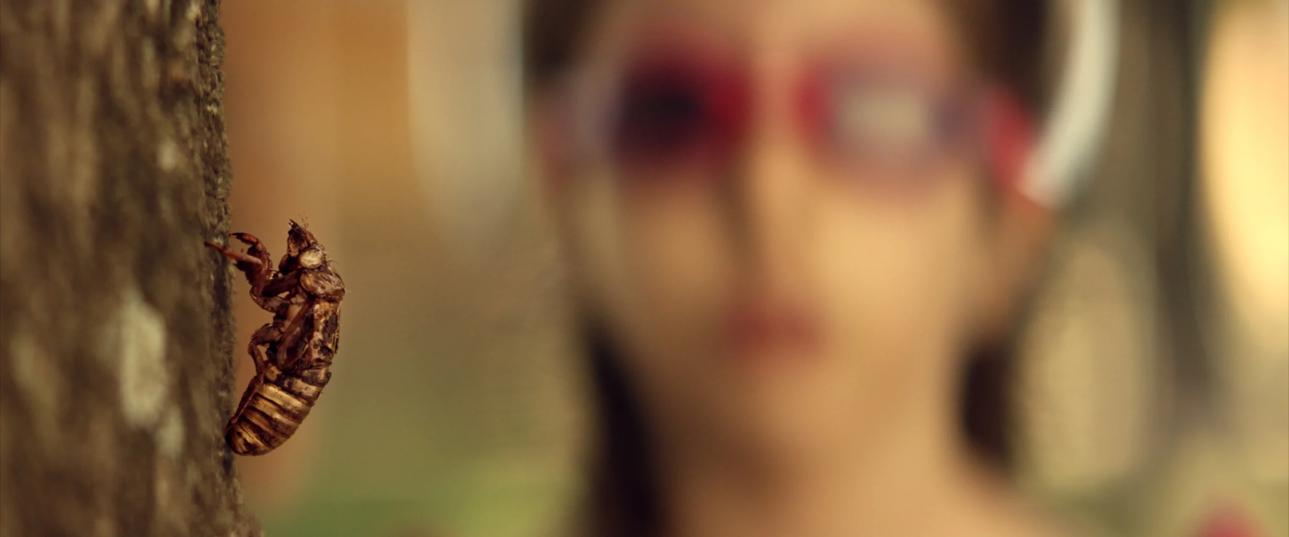 El Canto de las Cigarras - Imagen 5