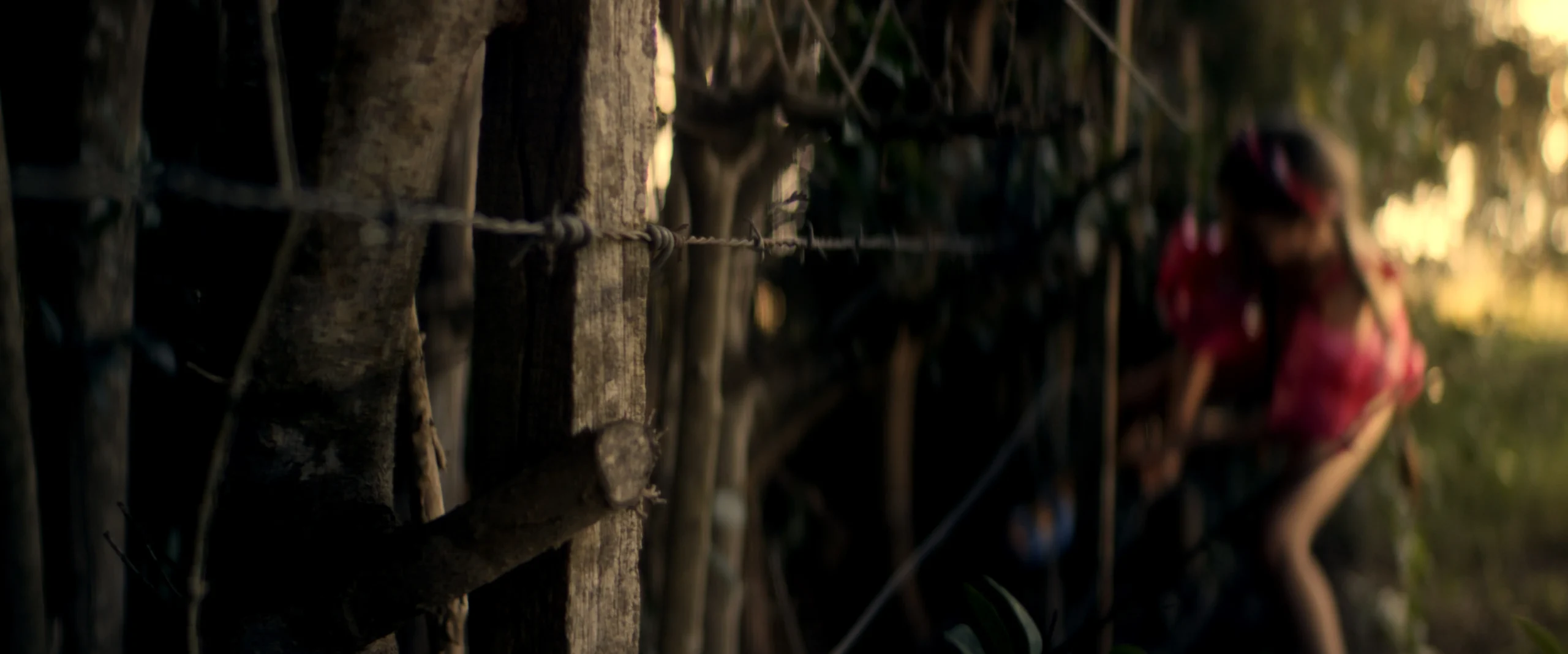 El Canto de las Cigarras - Imagen 3