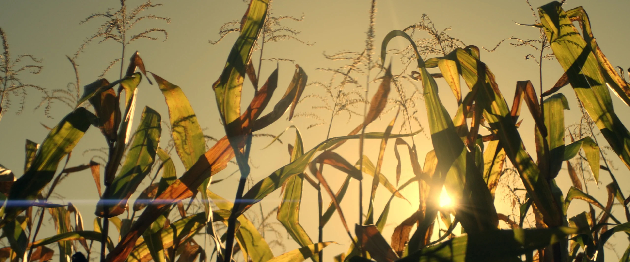 El Canto de las Cigarras - Imagen 2